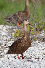 Anas platyrhynchos × fulvigula