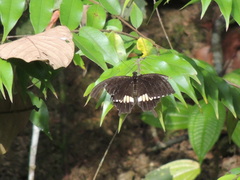 Papilio polytes cyrus