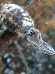 Mitostoma chrysomelas