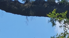 Dendrobium teretifolium