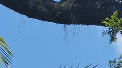 Dendrobium teretifolium