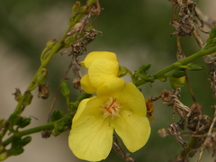 Verbascum