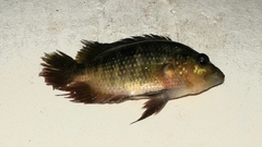 Caquetaia spectabilis