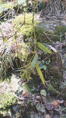 Dendrobium pugioniforme