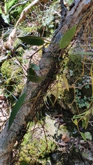 Dendrobium pugioniforme
