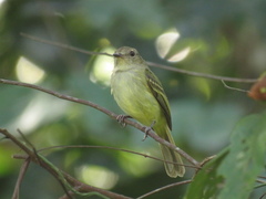 Myiopagis flavivertex