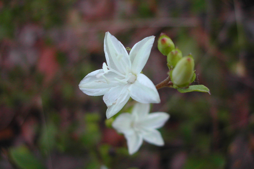 Jacquemontia curtissii image