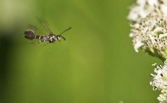 Carmenta phoradendri