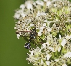 Carmenta phoradendri