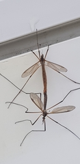 Tipula paludosa