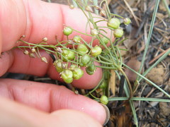Drimia intricata