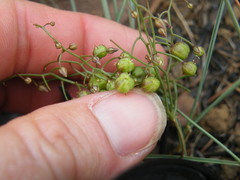 Drimia intricata