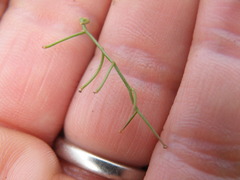 Drimia intricata