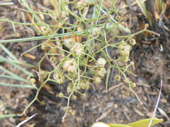 Drimia intricata