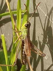 Pseudochorthippus parallelus
