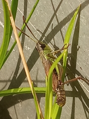 Pseudochorthippus parallelus