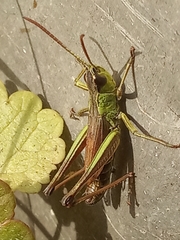 Pseudochorthippus parallelus