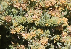 Atriplex amnicola