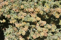 Atriplex amnicola