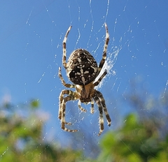 Araneus diadematus