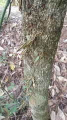 Dendrobium tetragonum