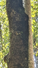 Dendrobium tetragonum