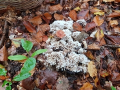 Thelephora penicillata