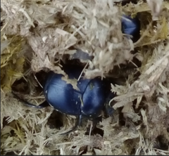 Canthon humectus humectus