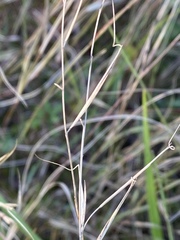 Aristida ramosissima