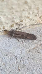 Acrolophus popeanella