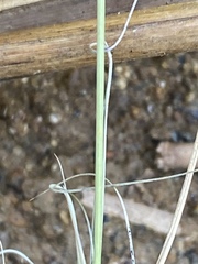 Aristida ramosissima