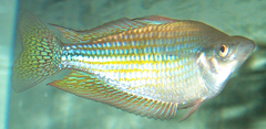 Australian Rainbowfish photo 3