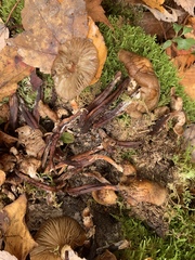 Armillaria novae-zelandiae