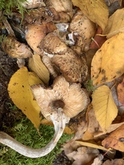 Armillaria novae-zelandiae