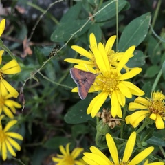 Pyrausta rubricalis