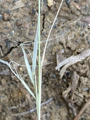 Aristida ramosissima
