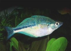 Lake Kutubu Rainbowfish photo 4