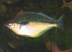 Lake Kutubu Rainbowfish photo 5