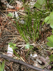 Trichophorum planifolium