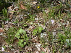 Trichophorum planifolium