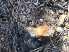 Russula ventricosipes