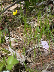 Trichophorum planifolium