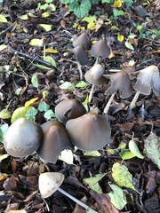 Britzelmayria multipedata