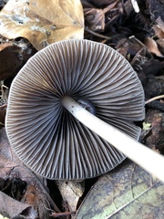 Britzelmayria multipedata