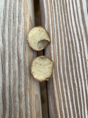 Rhizopogon pseudoroseolus