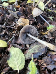 Britzelmayria multipedata