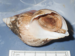 Buccinum cyaneum
