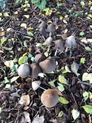 Britzelmayria multipedata