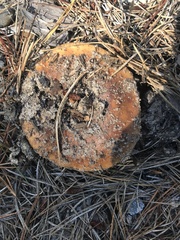 Russula ventricosipes