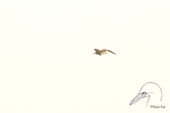 Ichthyaetus leucophthalmus